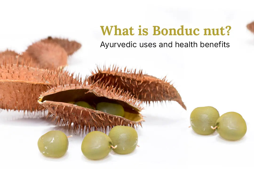 What is Bonduc nut? Ayurvedic uses and health benefits Vanan Herbal