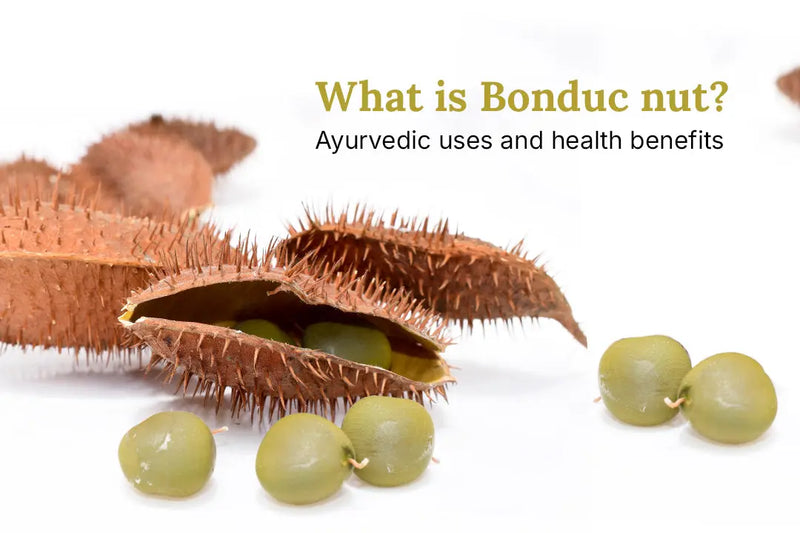 What is Bonduc nut? Ayurvedic uses and health benefits Vanan Herbal