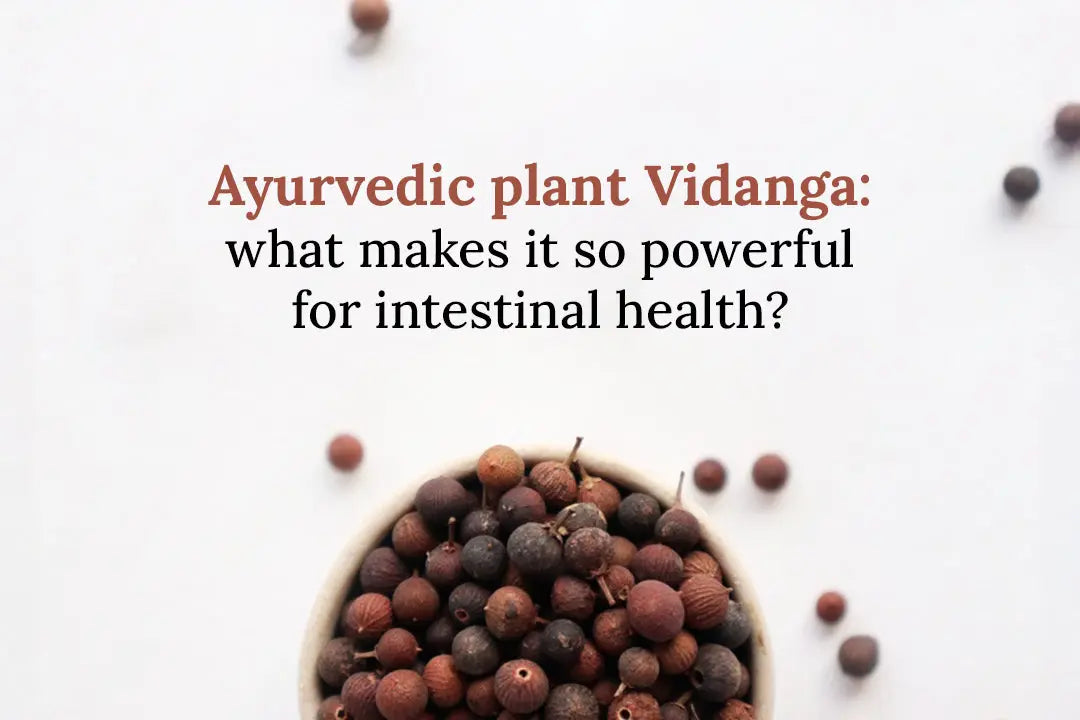 Ayurvedic plant Vidanga: what makes it so powerful for intestinal health? Vanan Herbal