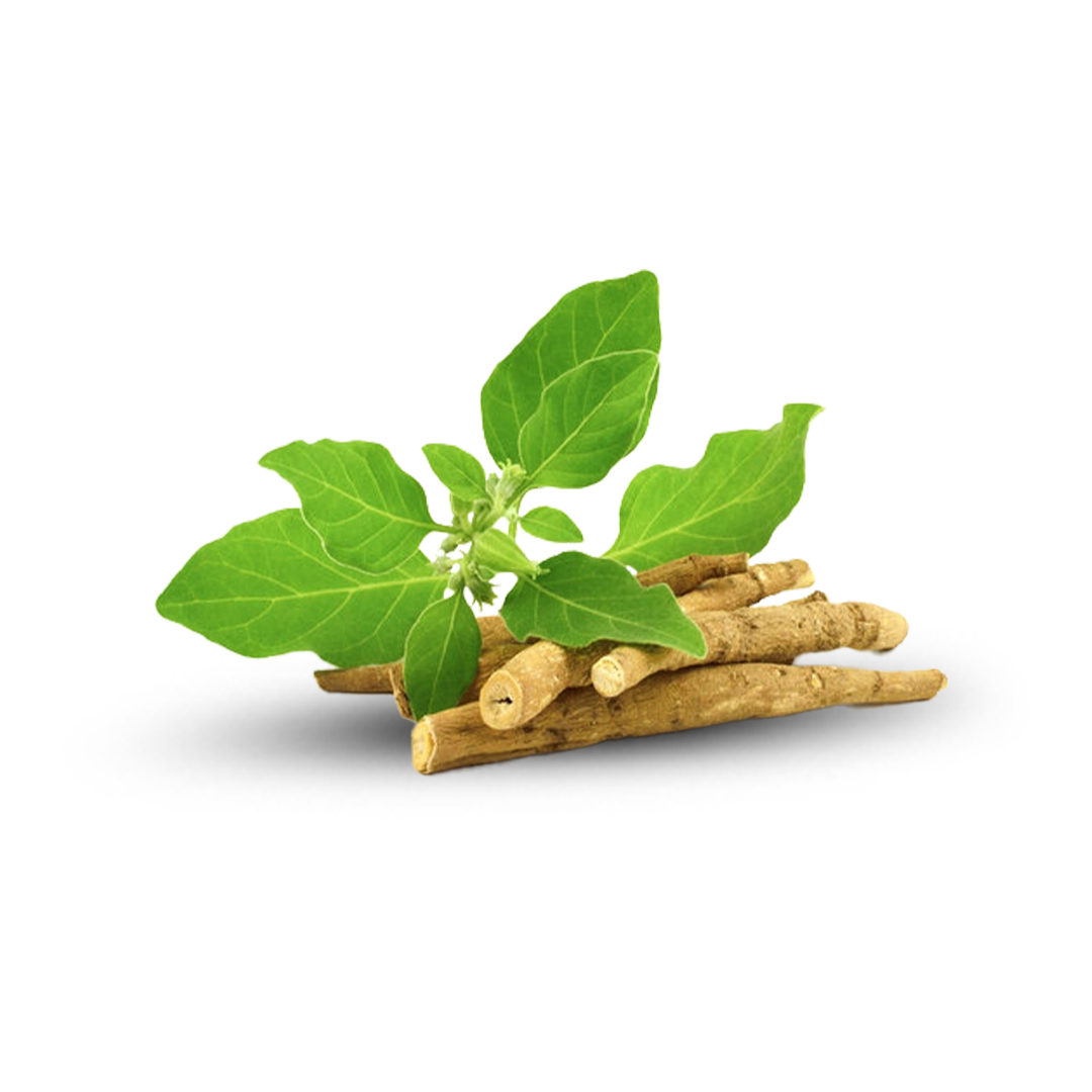 02-Ashwagandha-Key-Ingredient