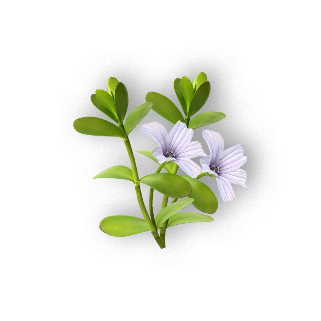 Brahmi Capsules | Memory, Focus & Mental Clarity | 60 Capsules | Vanan Herbal