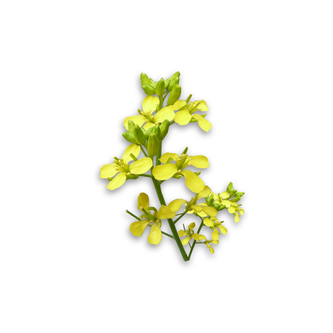 02-Senna-Key-Ingredient