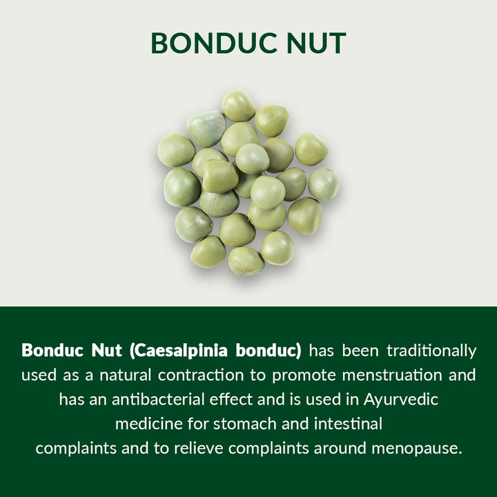 06-Bonduc-Nut-Description-english