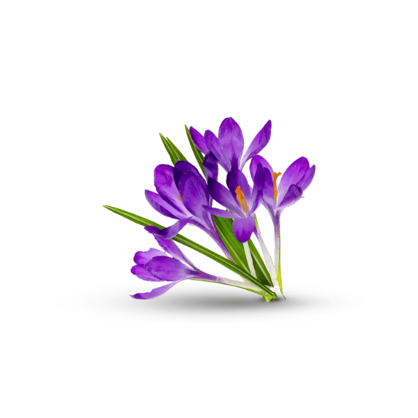 Vanan Kumkumadi (Saffron) Lepam – 15g | Radiance & Glow Enhancing Balm 