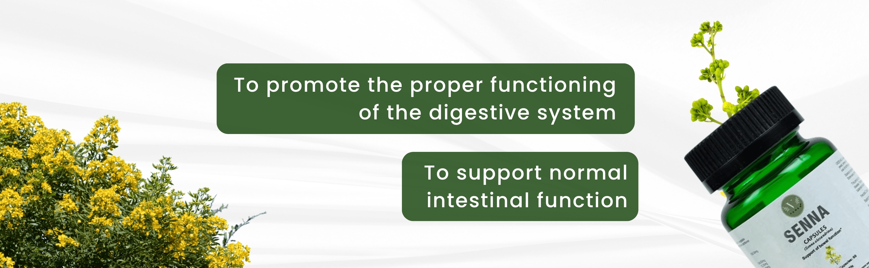 Supplement bottle with text promoting digestive system health on a white background with yellow flowers.